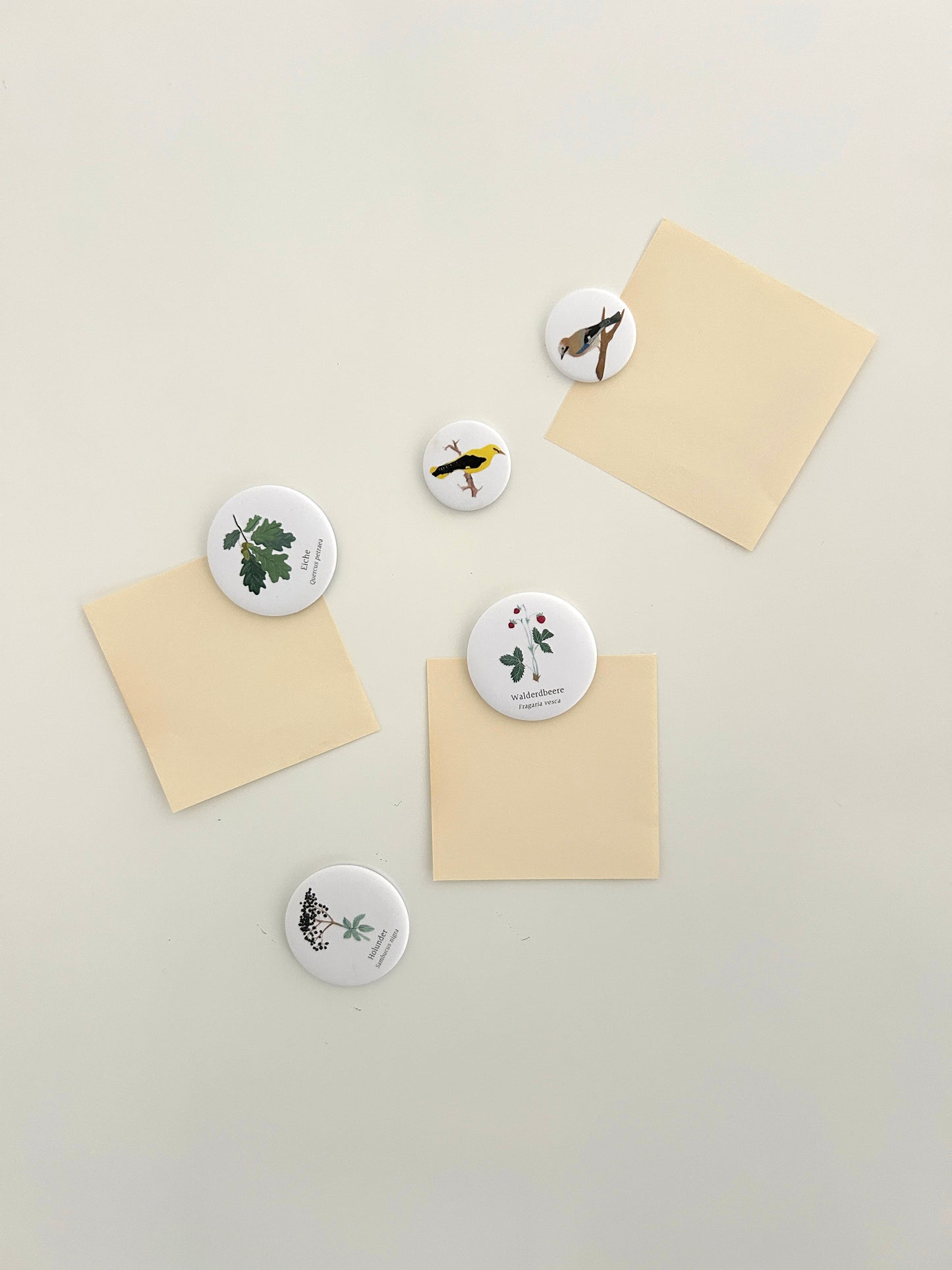 Magnetwand mit mehreren botanischen Pflanzen-Magneten. Handgemalte Illustrationen, die auf den runden Kühlschrankmagnet gedruckt wurden. Zu sehen sind Eiche, Holunder, Walderdbeere und Vögel.