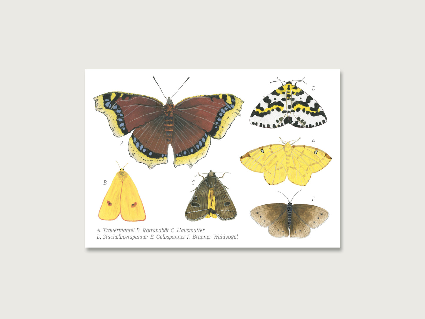 Postkarte "Schmetterlinge Collage"
