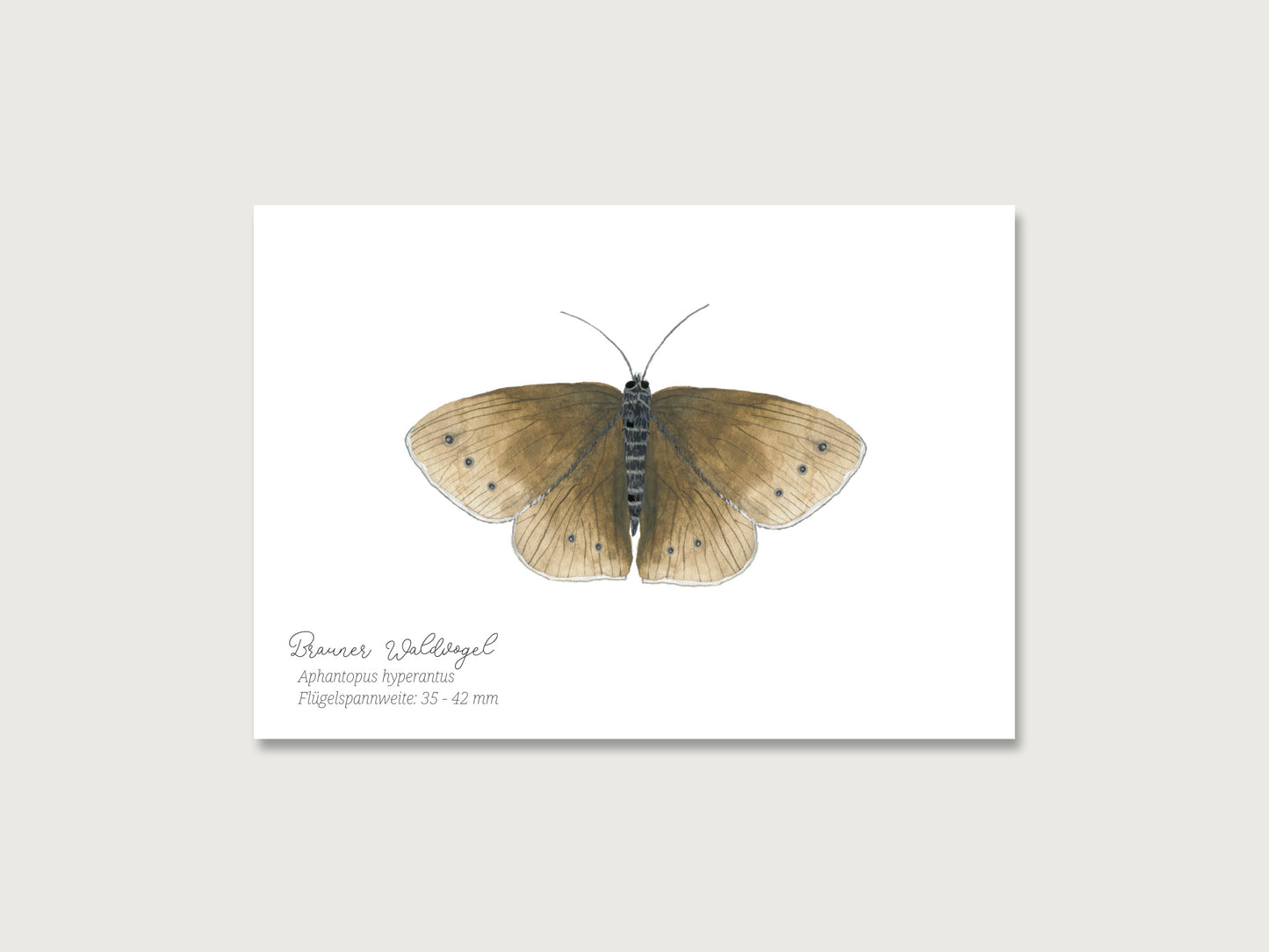 Postkarte "Brauner Waldvogel" | Schmetterling