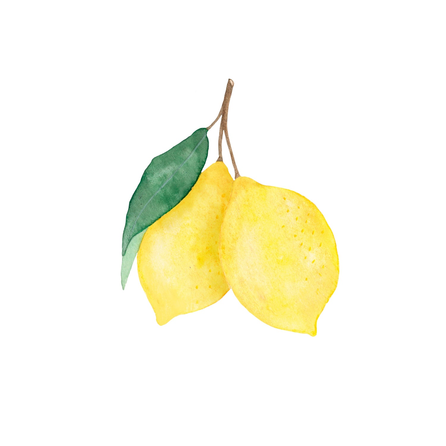 handillustrierte Zitronen mit Blatt. Botanische Illustration