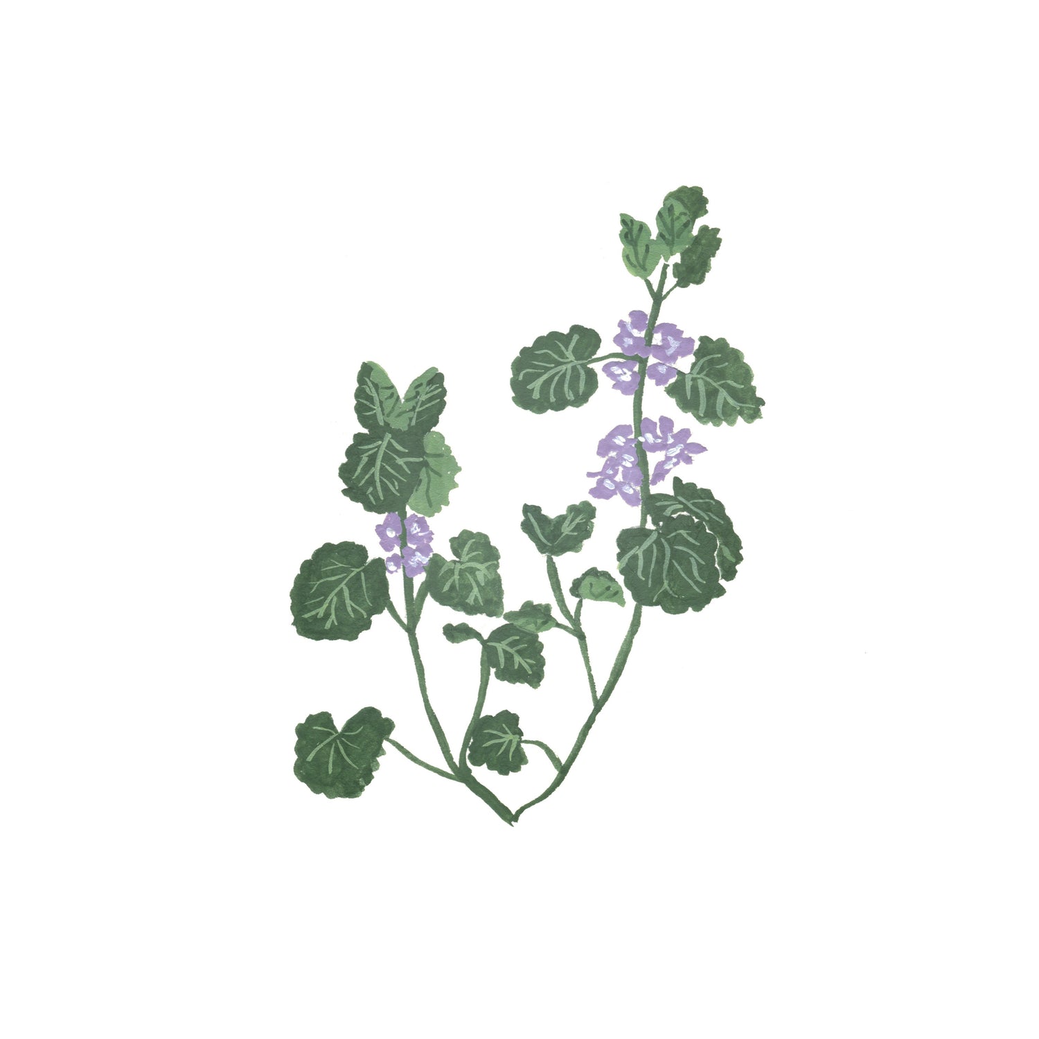 Gunderman, ein handgemaltes Kraut als Assoziation zum Thema Natur 