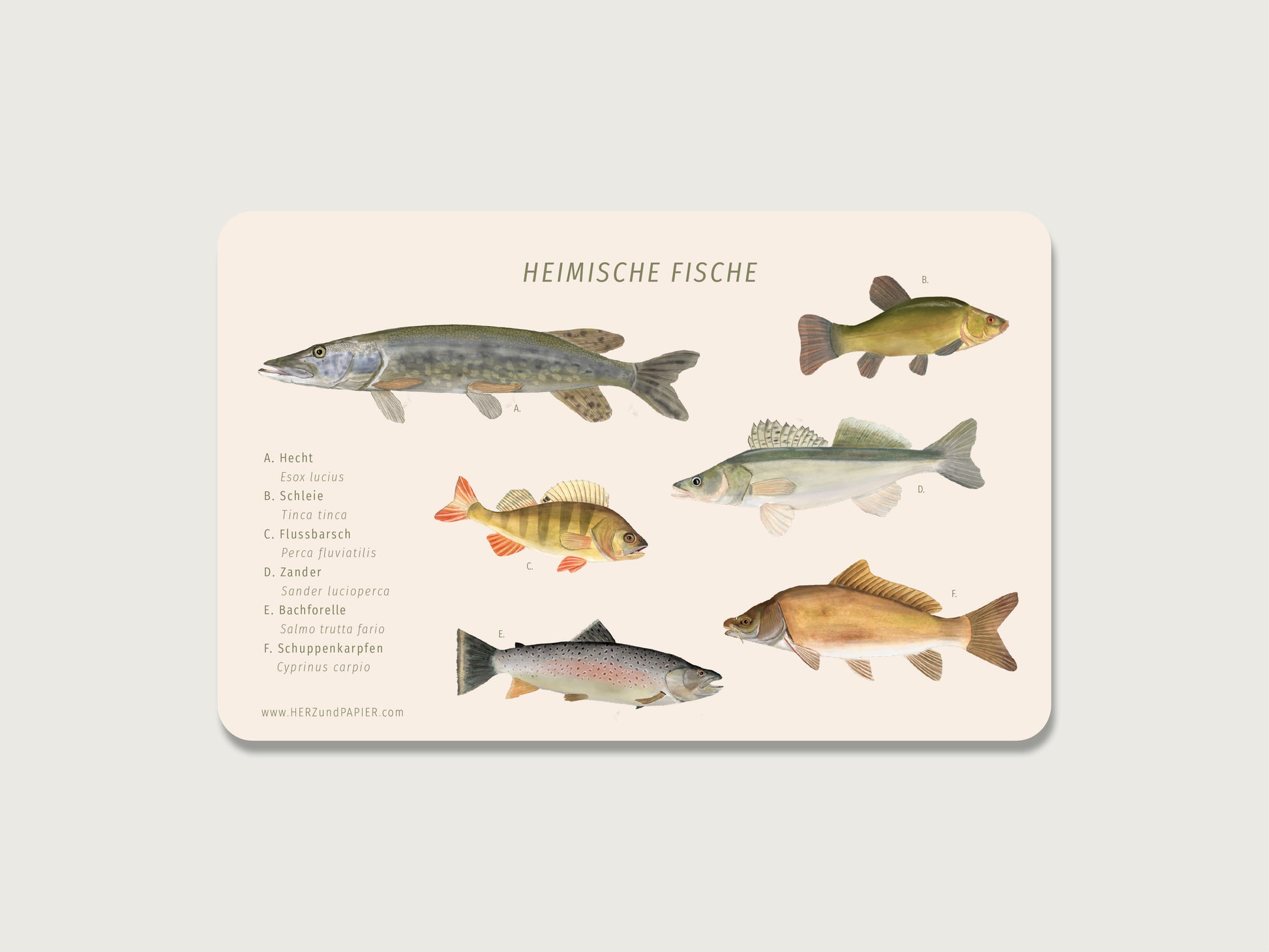 Frühstücksbrettchen mit realistischen, handgemalten Illustrationen von heimischen Fischen, wie Hecht, Barsch, Zander, Karpfen oder Forelle. Der naturkundliche, wissenschaftliche oder botanische Stil zeigt sich durch die Legende mit den jeweils deutschen und lateinischen Namen der Fische. 