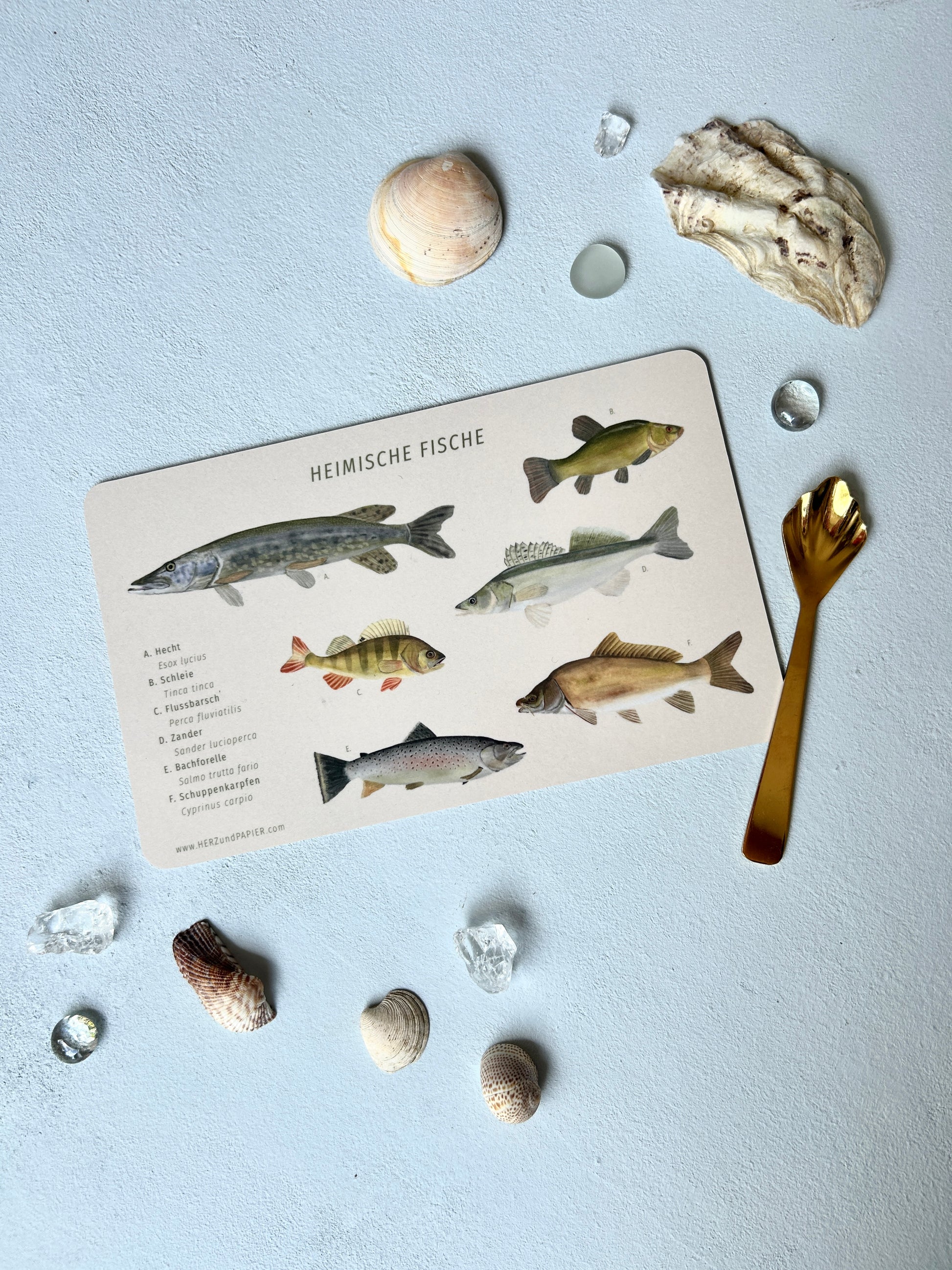 Frühstücksbrettchen mit Illustrationen von heimischen Fischen, wie Hecht, Barsch, Forelle, Zander, Karpfen und Schleie. Um das beige Schneidbrett sind Muschen und Steinchen dekoriert. 
