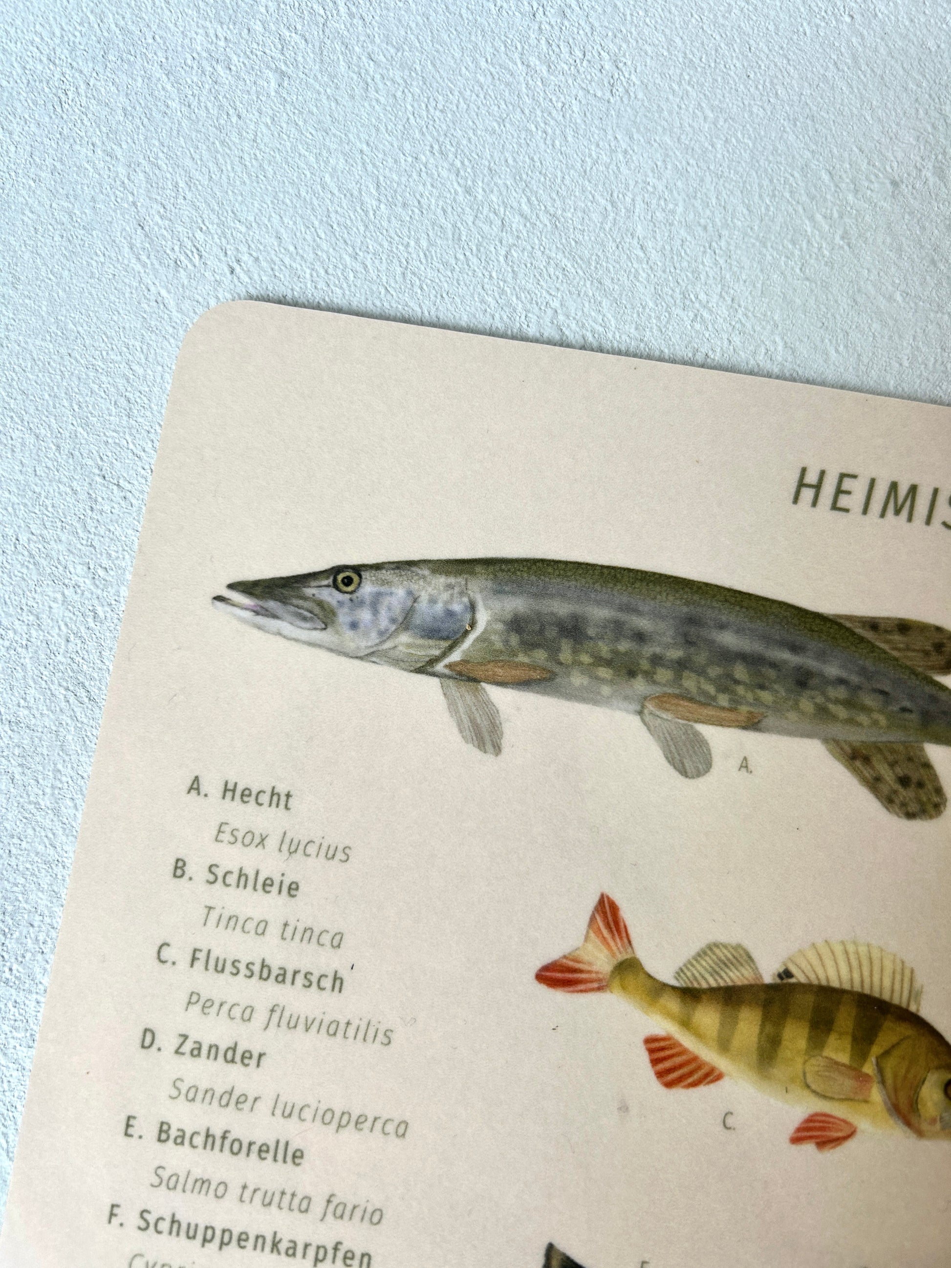 Nahaufnahme des beigen Melamin-Brettchens mit Fischen. Zu sehen ist ein Hecht und ein Barsch sowie links die Bezeichnung der Fische in deutschem und lateinischem Namen. Das Brotzeitbrett hat einen wissenschaftlichen, naturkundlichens Stil. 