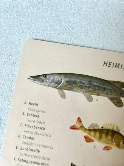 Nahaufnahme des beigen Melamin-Brettchens mit Fischen. Zu sehen ist ein Hecht und ein Barsch sowie links die Bezeichnung der Fische in deutschem und lateinischem Namen. Das Brotzeitbrett hat einen wissenschaftlichen, naturkundlichens Stil. 