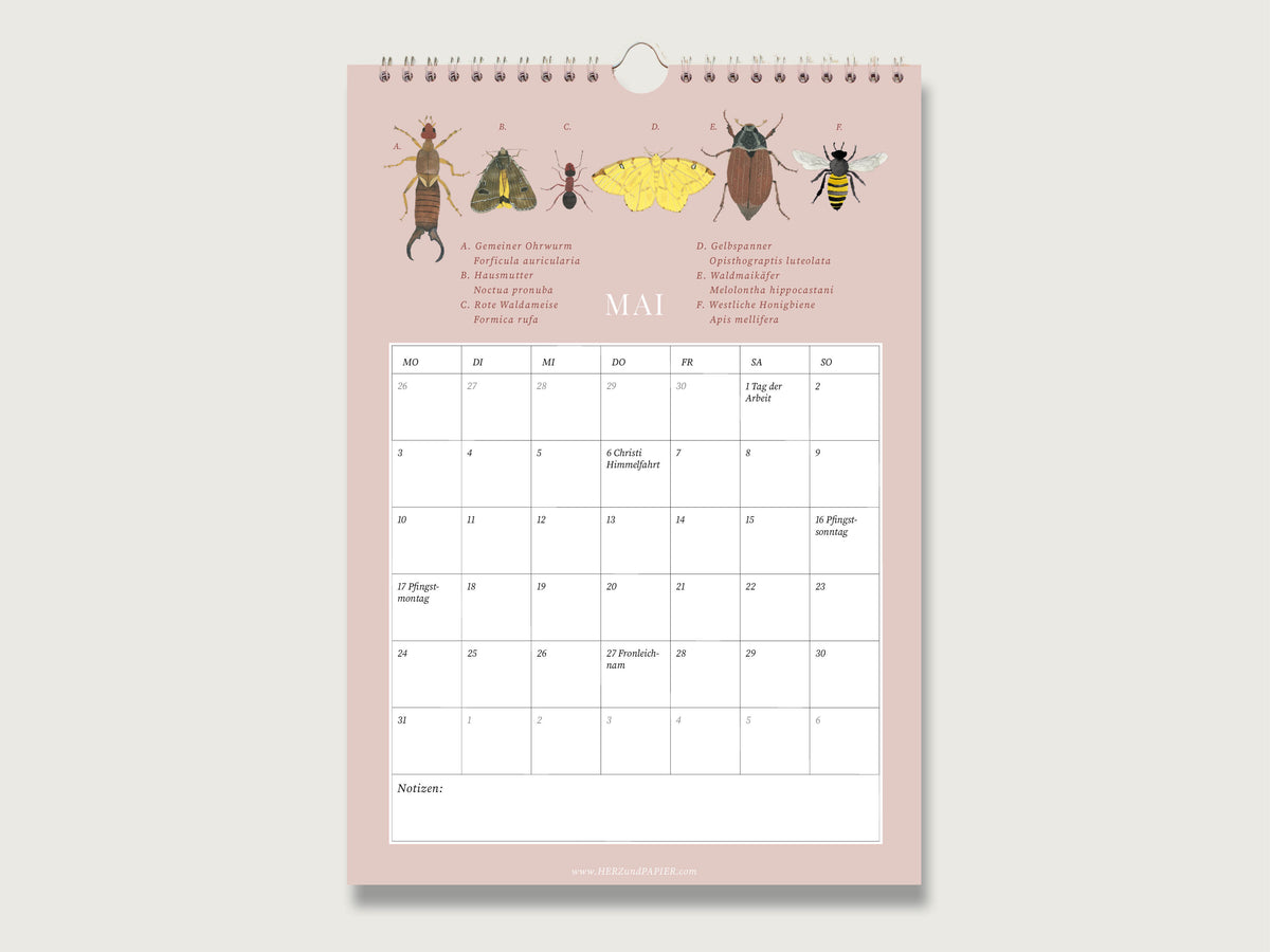 Altrosafarbenes Mai-Kalenderblatt mit handillustrierten Insekten wie Maikäfer und Honigbiene über dem übersichtlichen Monatsraster auf griffigem 250g Naturpapier.