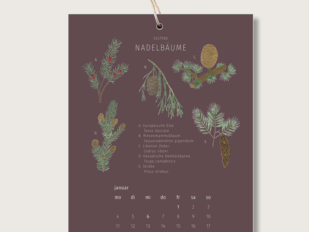 Nahaufnahme des Waldkalenders. Man sieht die obere Hälfte des Din A5 Wandalenders-. Der Hintergrund ist brdeaux. Das Motiv zeigt verschiedene Zweige und Zapfen von Nadelbäumen. Die Illustrationen sind nummeriert und eine Legende, die den deutschen und lateinischen Namen zeigt ist zu sehen. Außerdem steht oben mittig die Überschrift: seltene Nadelbäume.
