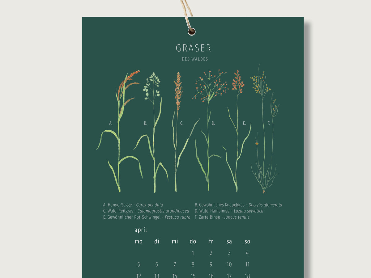 Zu sehen ist das Monatsblatt APril des Waldkalenders mit handillustrierten Naturmotiven. In diesem Monat sind auf dunkelgrünem Hintergrund verschiedene Gräser zu sehen, die in naturkundlicher Art beschrittet wurden. Außerdem ist eine Überschrift zu sehen, die lautet.: Gräser des Waldes. 