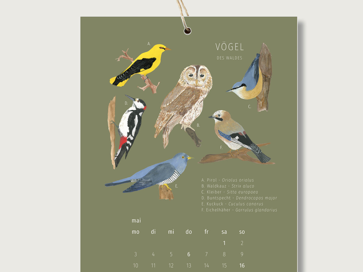 Din a5 Kalenderblatt für Mai, auf dem handillusrtierte Vögel des Waldes zu sehen sind. Unter den Illustrationen ist ein schlichtes Kalendarium mit hervorgehobenen Feiertagen zu sehen.
