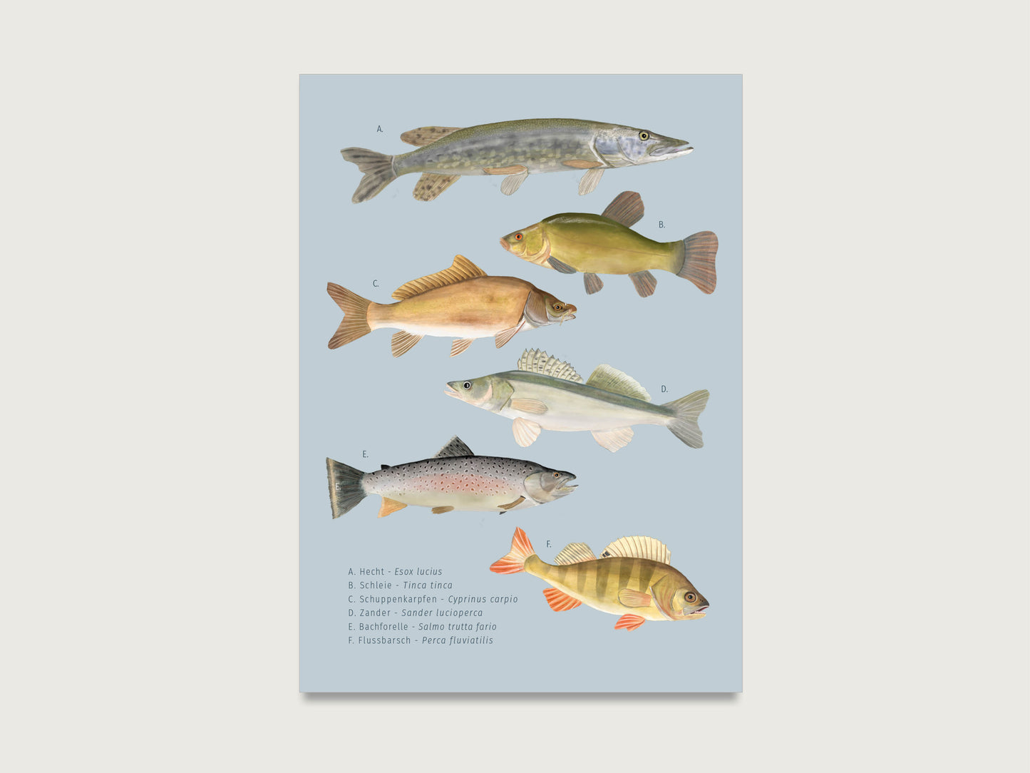 Postkarte "Fische" - biologisch