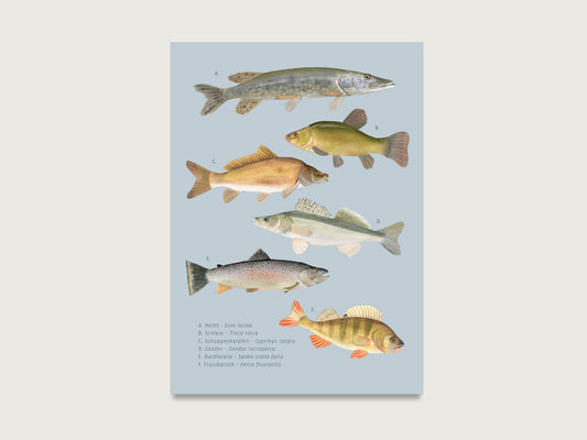 Postkarte "Fische" - biologisch