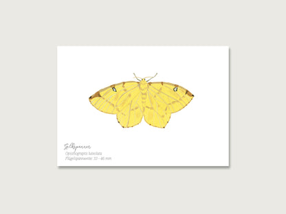 Postkarten 4er Set "Schmetterlinge"