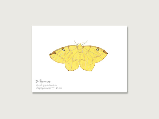 Postkarten 4er Set "Schmetterlinge"