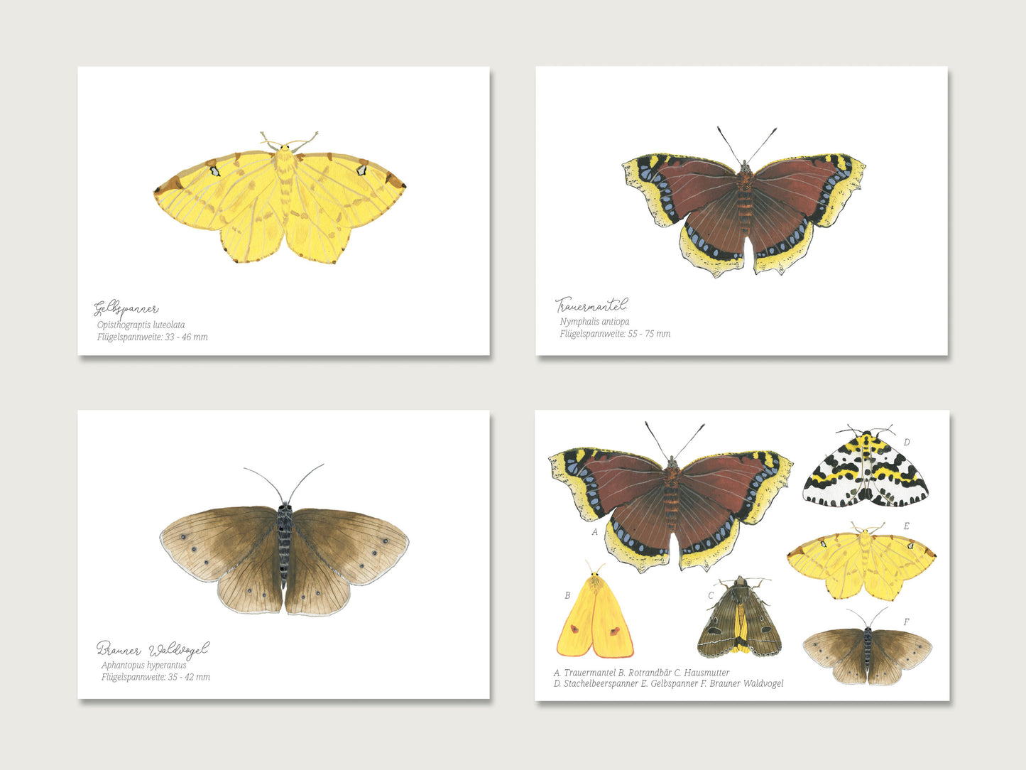 Postkarten 4er Set "Schmetterlinge"